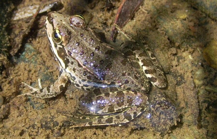 Pelophylax da ID - Pelophylax kurtmuelleri (prov. Savona)